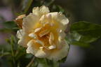 Lemon Tea rose photo