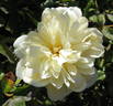 François Foucard rose photo