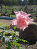 Susan Louise rose photo