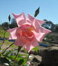 Susan Louise rose photo