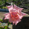 Susan Louise rose photo