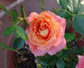 Tangerine Streams rose photo