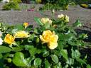 Tequila Gold rose photo