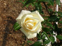 Peace rose photo