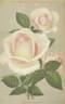 Queen of Spain rose photo