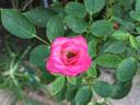 BEKDSC rose photo