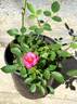 BEKDSC rose photo