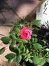 BEKDSC rose photo