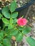 BEKDSC rose photo