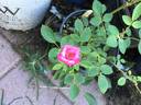 BEKDSC rose photo