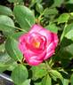 BEKDSC rose photo