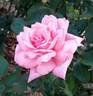 Brinessa rose photo