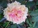 Kaiserin Friedrich rose photo
