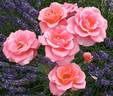 Kate Sheppard rose photo