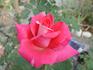Hot Spot rose photo