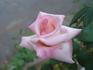 Angela Lansbury rose photo