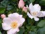 Cape Cod rose photo