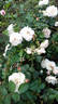 Frere de Taize  ® rose photo