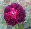 Stille Nacht rose photo