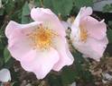 Robbie Burns rose photo