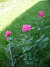 Lancome ™ rose photo