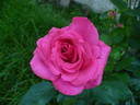 Lancome ™ rose photo