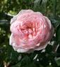 St. Ethelburga rose photo