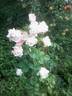 Bellavista ® rose photo