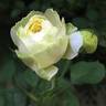 Sunlight Romantica rose photo