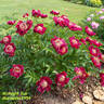 Midnight Sun peony photo