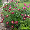 Midnight Sun peony photo