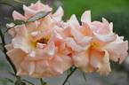 Paco Rabanne rose photo