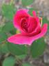 PRAIRIE OWL rose photo