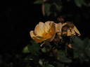 Apricot Queen rose photo