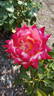 Brasilia rose photo