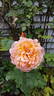Flaming June rose photo