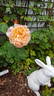 Flaming June rose photo