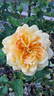Jean Giono rose photo