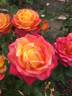 Magma rose photo