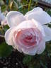 Dawn Star rose photo