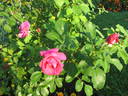 Thomas Affleck rose photo