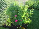 Thomas Affleck rose photo