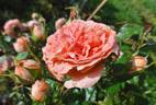 Schackenborg Castle rose photo