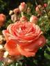 Schackenborg Castle rose photo