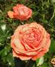 Schackenborg Castle rose photo