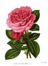Pride of Waltham rose photo