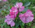 Yesterday ® rose photo