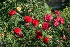 Piccolo ® rose photo