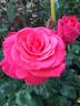 Zach Nobles rose photo