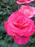 Zach Nobles rose photo